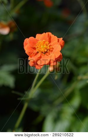 Orange Avens Cultivar - Latin Name - Geum * Heldreichii