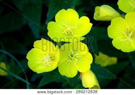 Buttercups Yellow Flowers On The Green Meadow With Sun Rays