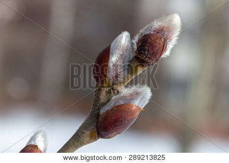 Budding. Fluffy Buds. A Twig In The Spring. White Buds On A Twig. Spring Buds. The Approach Of Sprin
