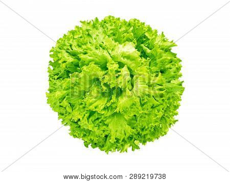 Batavia Lettuce Salad Head Isolated On White Flatlay Top View. Green Leafy Vegetable. French Crisp V
