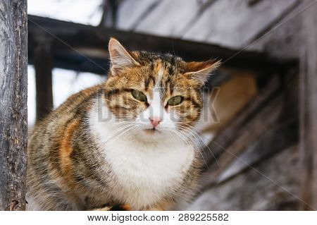 Cute Cat Doing Observation. While Standing Around