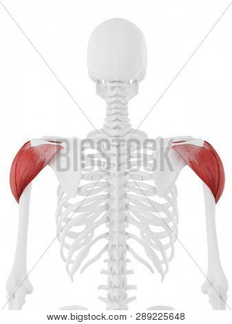 3d rendered medically accurate illustration of the Deltoid