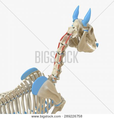 3d rendered medically accurate illustration of the equine muscle anatomy - intertransversarii dorsales cervicis