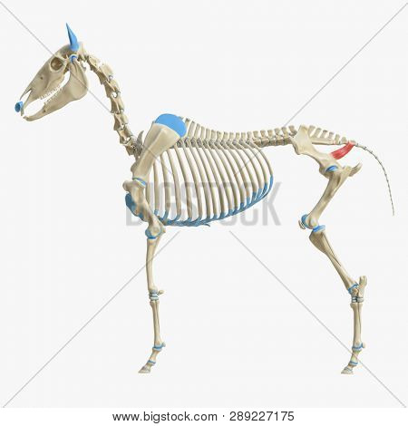 3d rendered medically accurate illustration of the equine muscle anatomy - Coccygeus