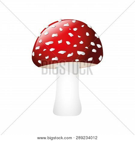 Poisonous Red Fly Agaric Isolated On White Background Vector Illustration Eps10