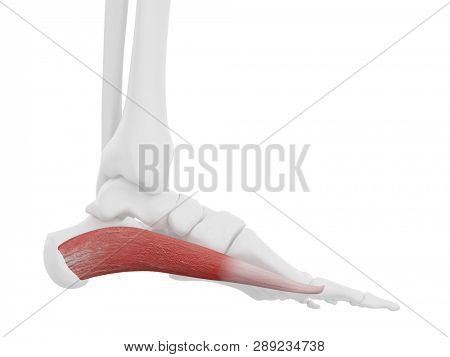 3d rendered medically accurate illustration of the Abductus Hallucis
