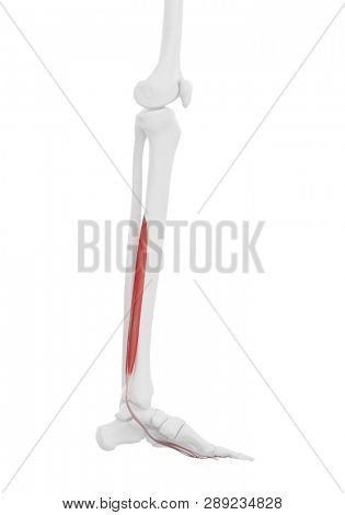 3d rendered medically accurate illustration of the Digitorum Longus