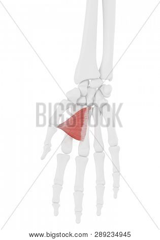 3d rendered medically accurate illustration of the Adductor Pollicis