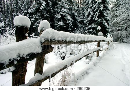 Vinter i skoven