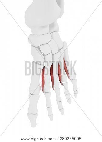 3d rendered medically accurate illustration of the Interosseous Plantar