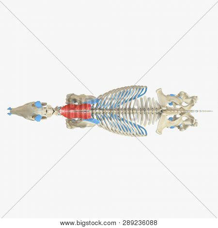 3d rendered medically accurate illustration of the equine muscle anatomy - Rhomboideus Cervicis