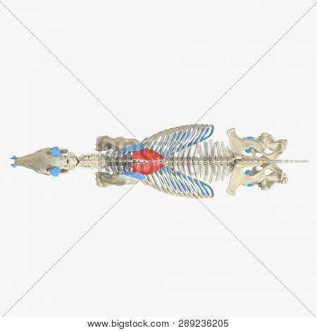 3d rendered medically accurate illustration of the equine muscle anatomy - Rhomboideus Thoracis