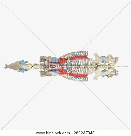 3d rendered medically accurate illustration of the equine muscle anatomy - Serratus Dorsalis