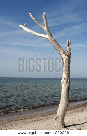 Træ på stranden