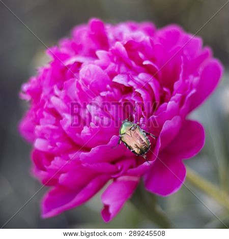 Maybug On The Peony And The Ant On The Beetle