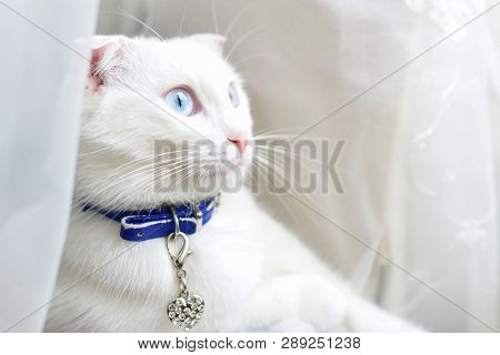White cute cat 