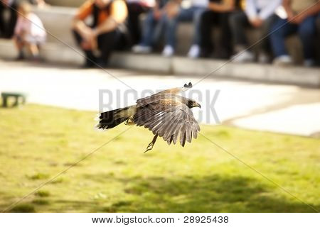 Trained bonelli?s eagle flying among the crowd