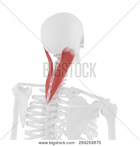 3d rendered medically accurate illustration of the Splenius Capitis