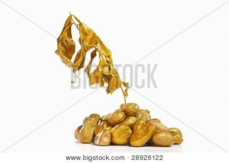 Planta seca de oro, un concepto para maltratar a la buena inversión puede causar una pérdida