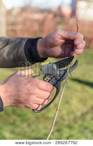 Garden worker cut the trees sprout with secateurs in spring time