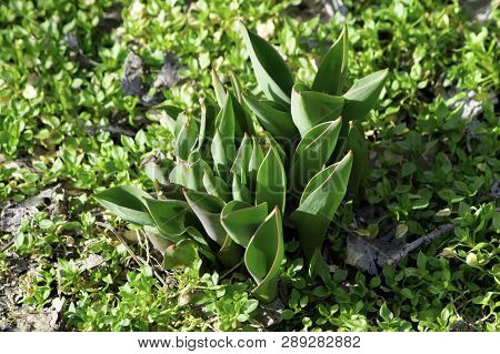 Tulip Leaves That Have Risen In The Garden In Early Spring On Bright Sunny Day Among The Grass