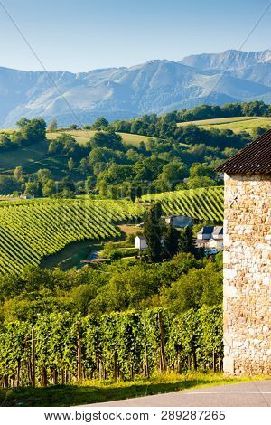 vineyard, Jurancon, France