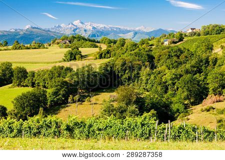 vineyard, Jurancon, France