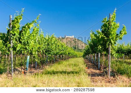 vineyards, castle Devicky, Palava, Moravia region, Czech Republic