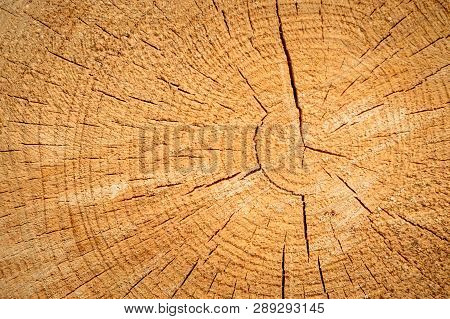 A Cut Tree With Visible Wood Grains, Old And Dry Tree.
