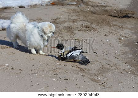 Curious White Puppy Pekignese With Red-breasted  Merganser On The Shore Lake Michigan