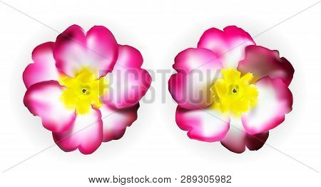 Colorful Naturalistic Pink White Yellow Primula Isolated. Vector Illustration