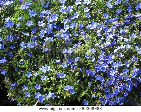 Natural Background Of Blue Spring Flowers . Lithodora Diffusa Heavenly Blue Common Name Purple Gromw