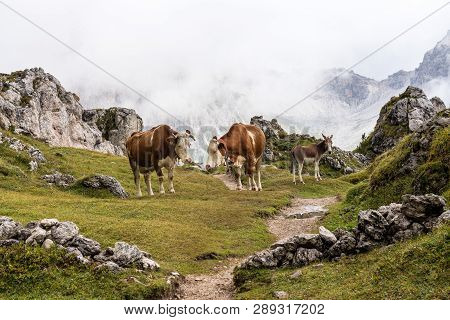 Cows In The Italian Dolomites Seen On The Hiking Trail Col Raiser, Italy