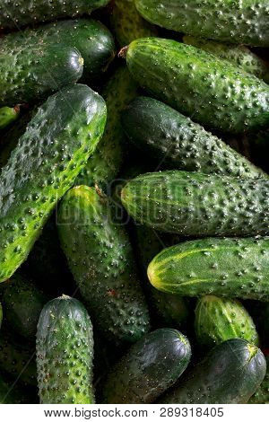 Beautiful Fresh Green Cucumbers With Water Drops On A Market With Dark Natural Light. Appetizing Veg