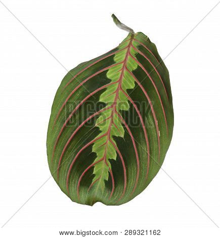 Leaf Of Tropical Maranta Plant On White Background