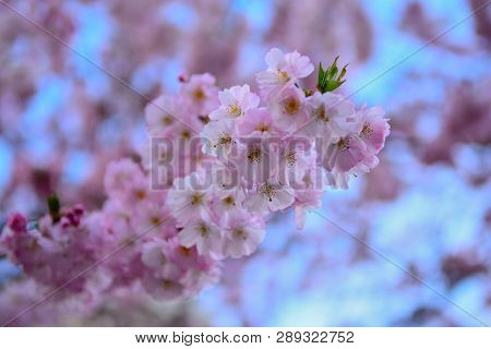 Close Up Of A Branch Of Cherry Blossom