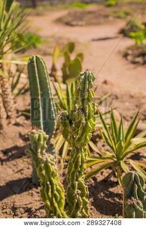 Closeup Green Cactus With Needles Pattern On Sand Background. Big Cactus In Garden Or Park. Beautifu
