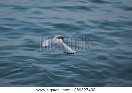 Seagull Flying In The Sky . Seagulls Are Flying Against The Beach . A Seagull Going In For A Landing