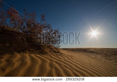 In Desert. Landscape. Tamarix Ramosissima. Brown And Blue. Bright Sun