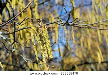 The Young Yellow-green Blooming Long Catkins Waving By The Wind On Alder Tree (alnus) Branches In Ea