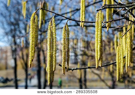 The Young Yellow-green Blooming Long Catkins On Alder Tree (alnus) Branches In Early Spring Season