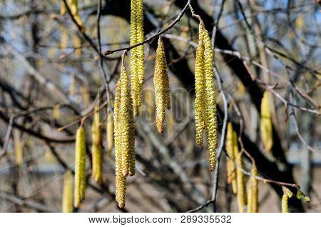 The Young Yellow-green Blooming Long Catkins On Alder Tree (alnus) Branches In Early Spring Season