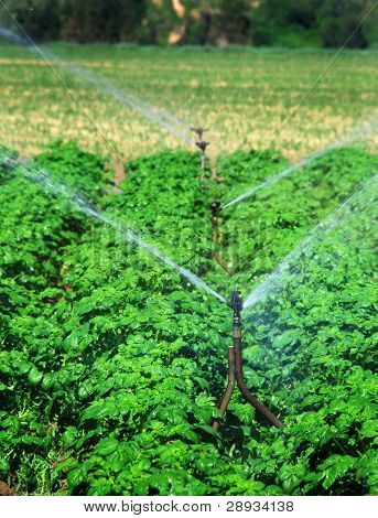 Sprinkler Bewässerung Potatoe-Feld