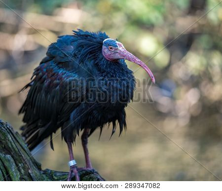 Northern Bald Ibis, Geronticus Eremita In The Zoo