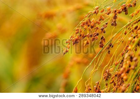Cultivated Proso Millet In Agricultural Field, Selective Focus