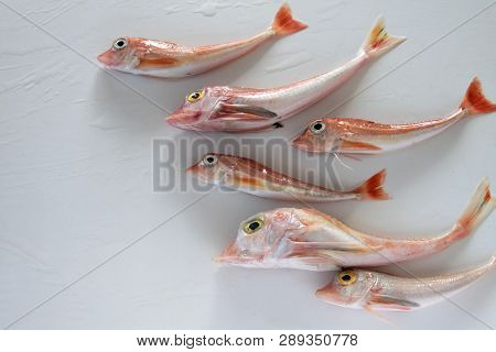 Brightly Colored Sea Fish - Red Gurnard, On White Background
Scientific Name: Chelidonichthys Cuculu