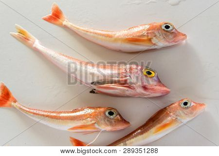 Brightly Colored Sea Fish - Red Gurnard, On White Background
Scientific Name: Chelidonichthys Cuculu