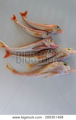 Brightly Colored Sea Fish - Red Gurnard, On White Background
Scientific Name: Chelidonichthys Cuculu