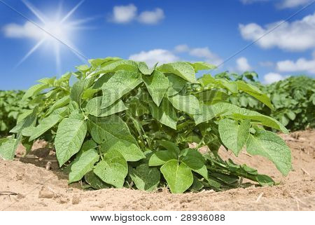 Kartoffeln auf dem Feld mit Sonne und Himmel im Hintergrund