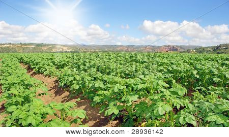 Junge Kartoffelfeld mit Sonne und Himmel